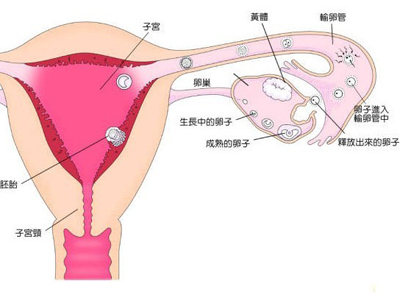 一侧输卵管会怀孕吗