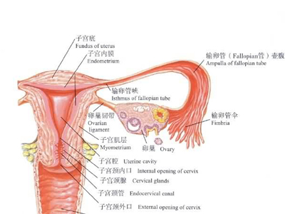 输卵管粘连能否受孕？怎么治？